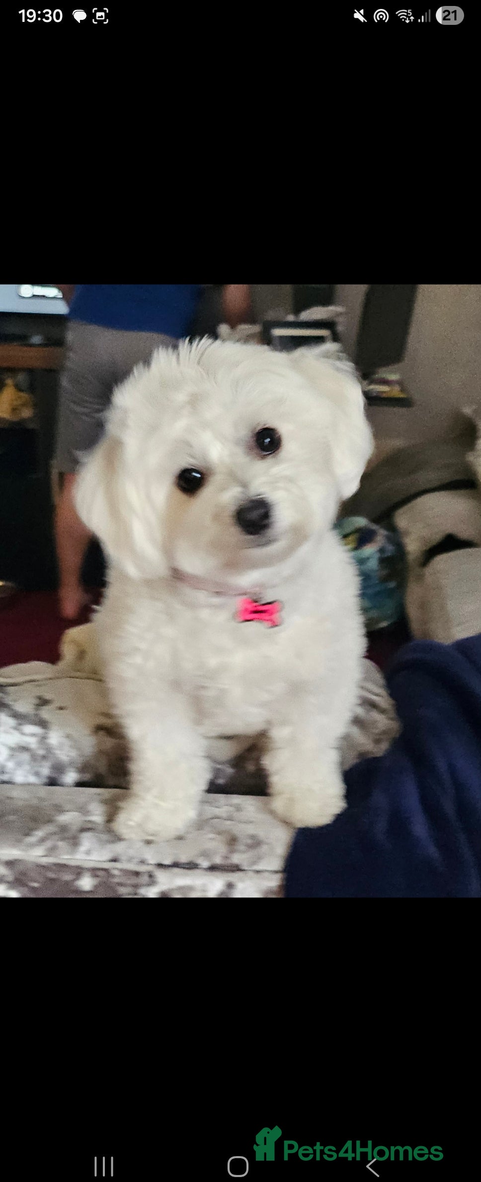 Lola