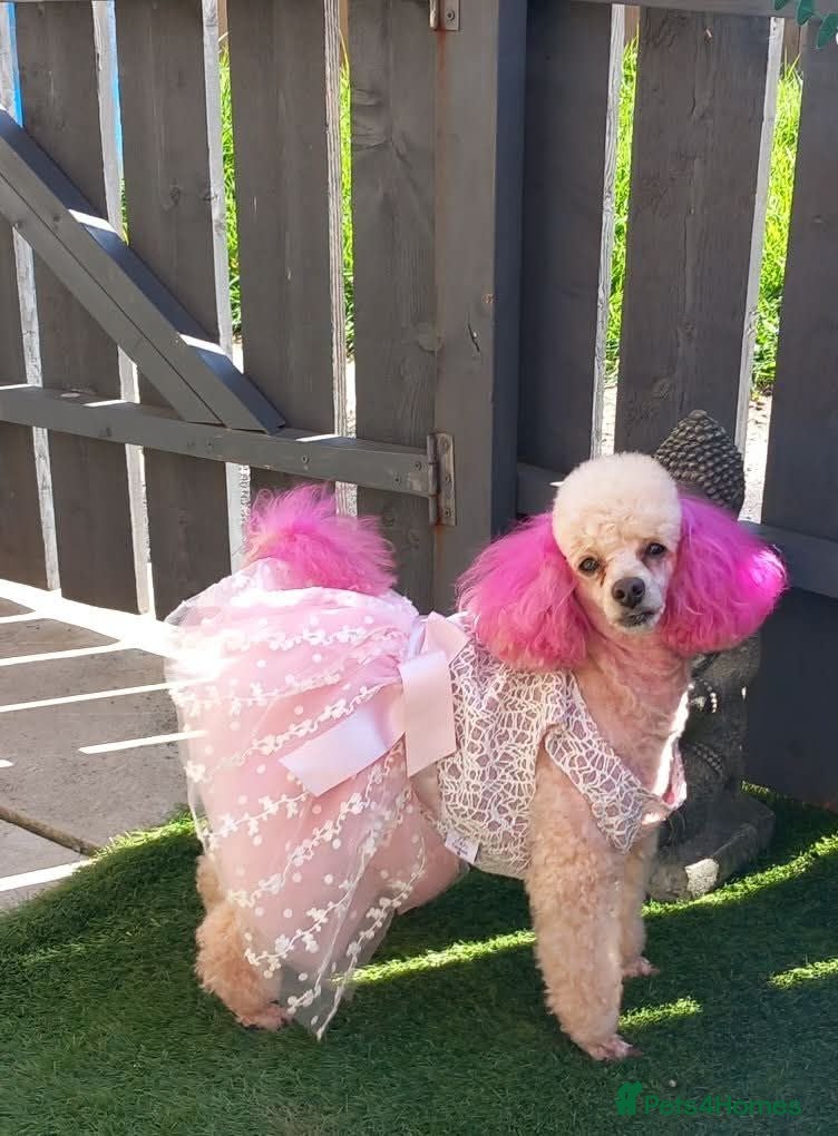 Chipoo dogs Chipoo pups for sale  - Advert 1