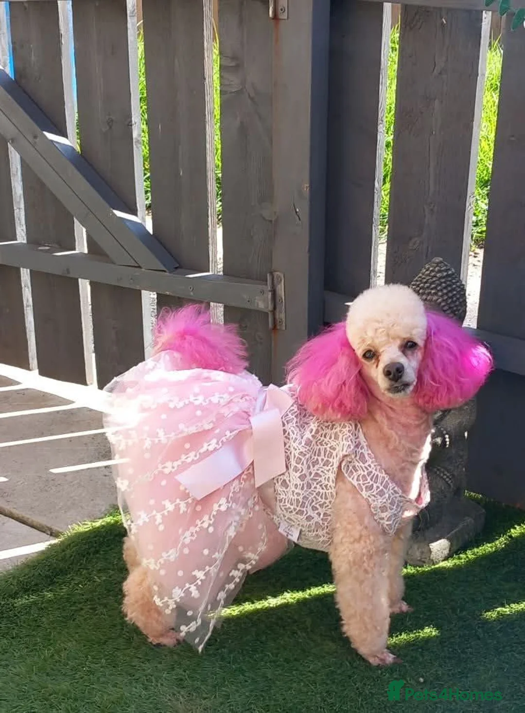 Chipoo dogs for sale: Chipoo pups for sale  - Advert 1
