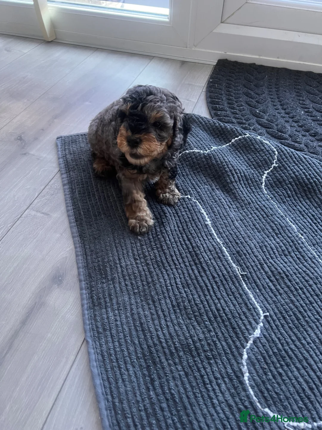 Cockapoo dogs for sale: Adorable Cockapoo puppy in Manchester - Advert 1
