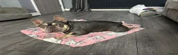 French Bulldog dogs for stud: FRENCHIE FOR STUD  in Tipton - Advert 8