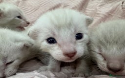 Bengal cats for sale: Adorable snow bengal kittens - Image 3