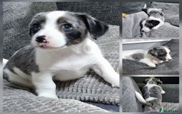 Jack Russell dogs for sale: Jack Russell Pups (ready 24th July) - Image 3
