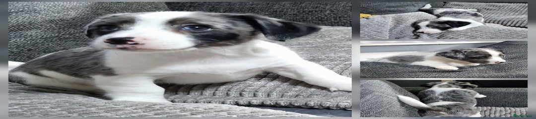 PUPPY 3 'ROXIE'