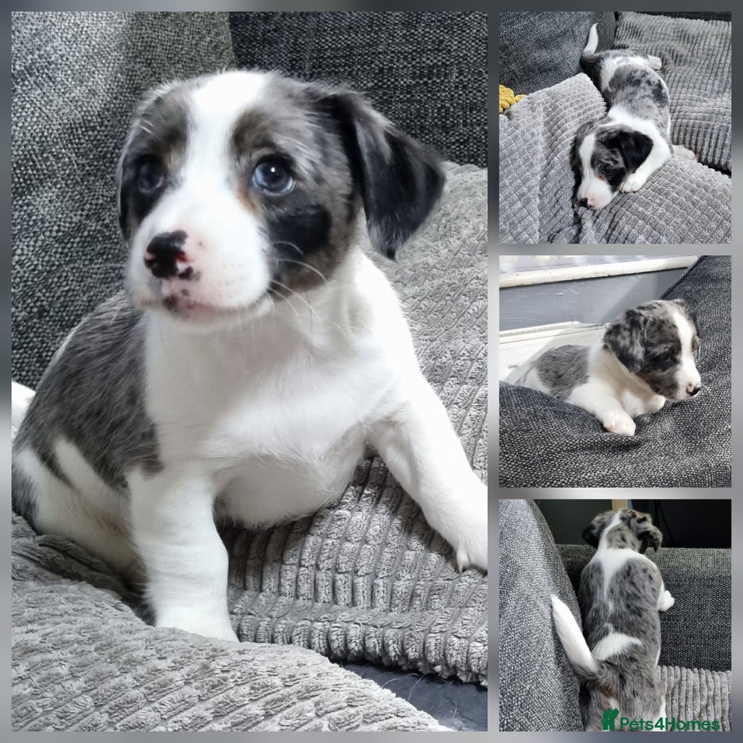 Jack Russell dogs for sale: Jack Russell Pups (ready 24th July) - Image 3