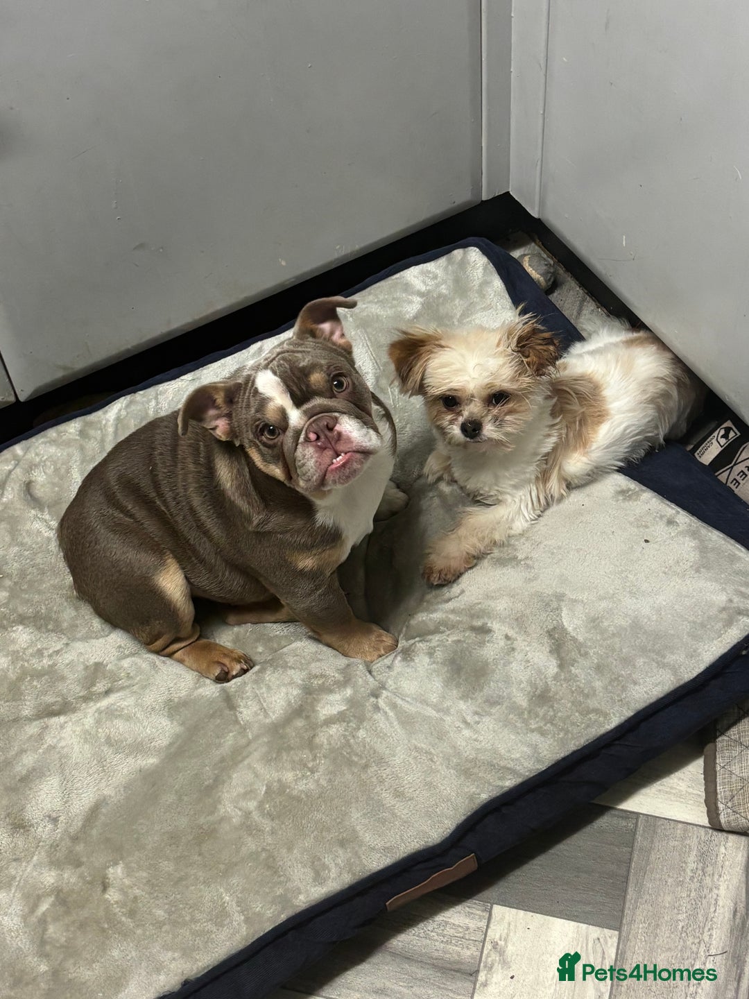 English Bulldog dogs for sale: British bulldog  - Image 3