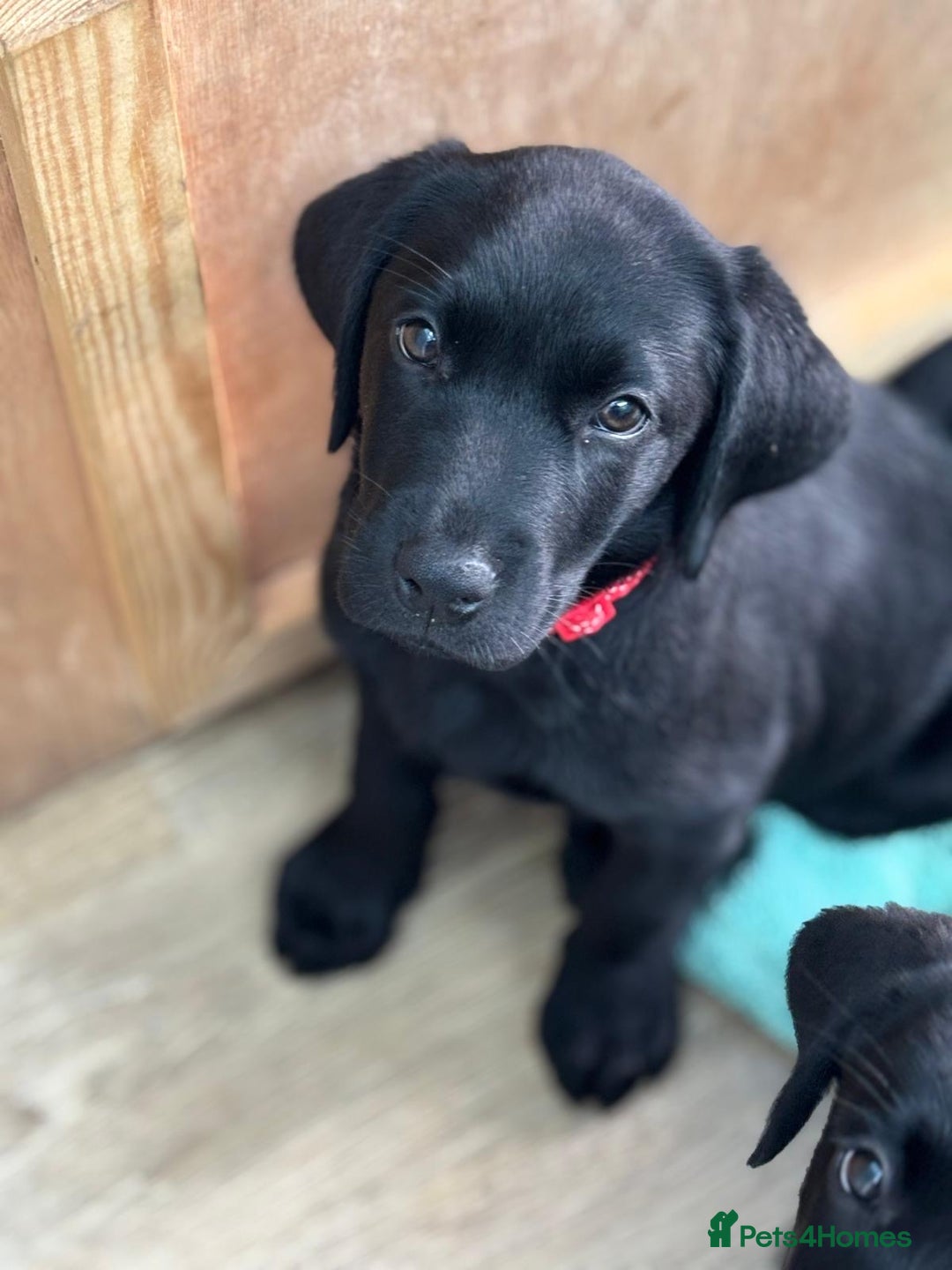 Labrador Retriever dogs for sale: Beautiful Pedigree Black Lab Puppies - Image 26