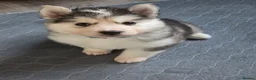 Siberian Husky dogs for sale: Yakutian Laika puppies  - Advert 25