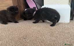 Mixed Breed cats for sale: 5 beautiful, playful kittens for sale  - Image 17