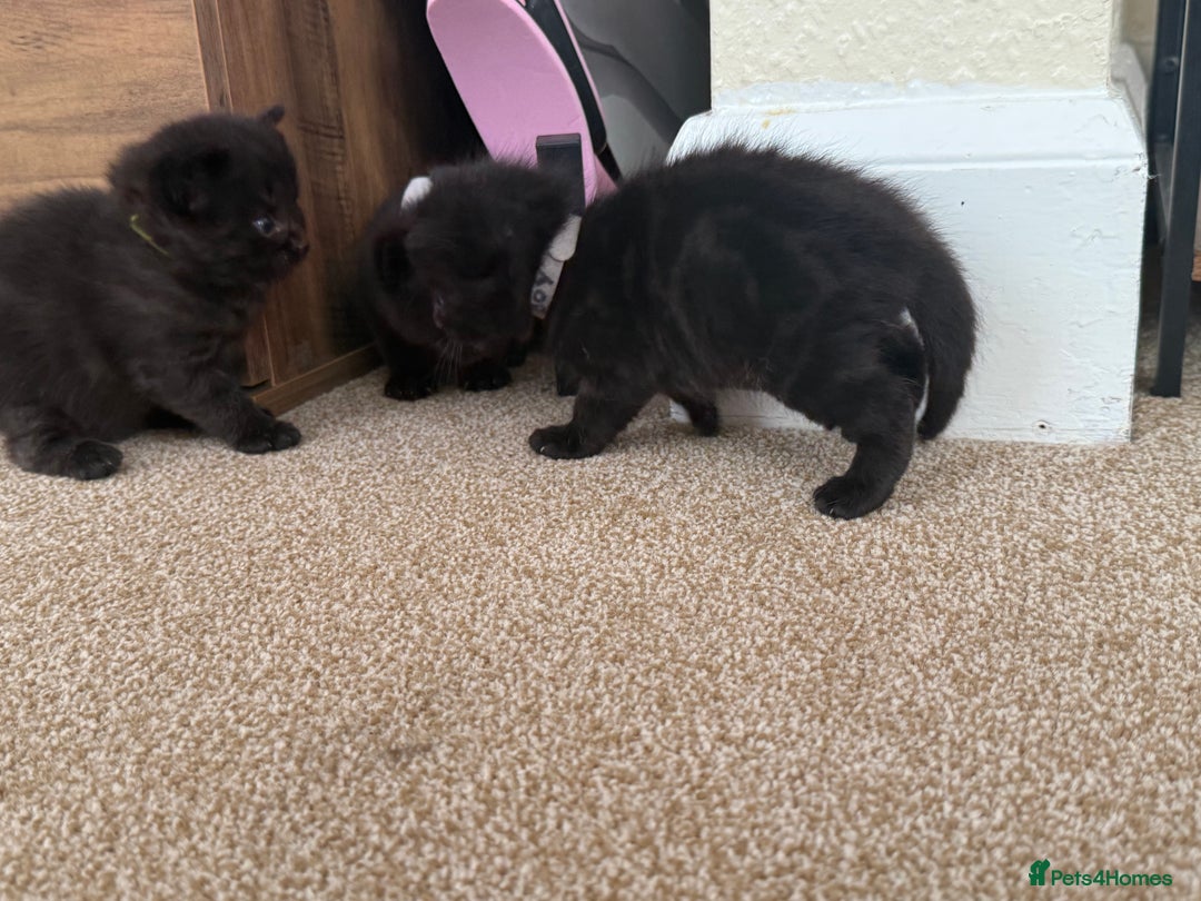 Mixed Breed cats for sale: 5 beautiful, playful kittens for sale  - Image 17