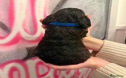 Cockapoo dogs for sale: *STUNNING F1 COCKAPOO PUPPIES* - Advert 10