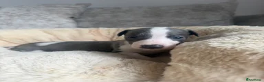 Whippet Puppy 4