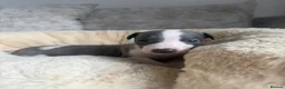 Whippet dogs for sale: I BEAUTIFUL GIRL LEFT READY NOW - Advert 20