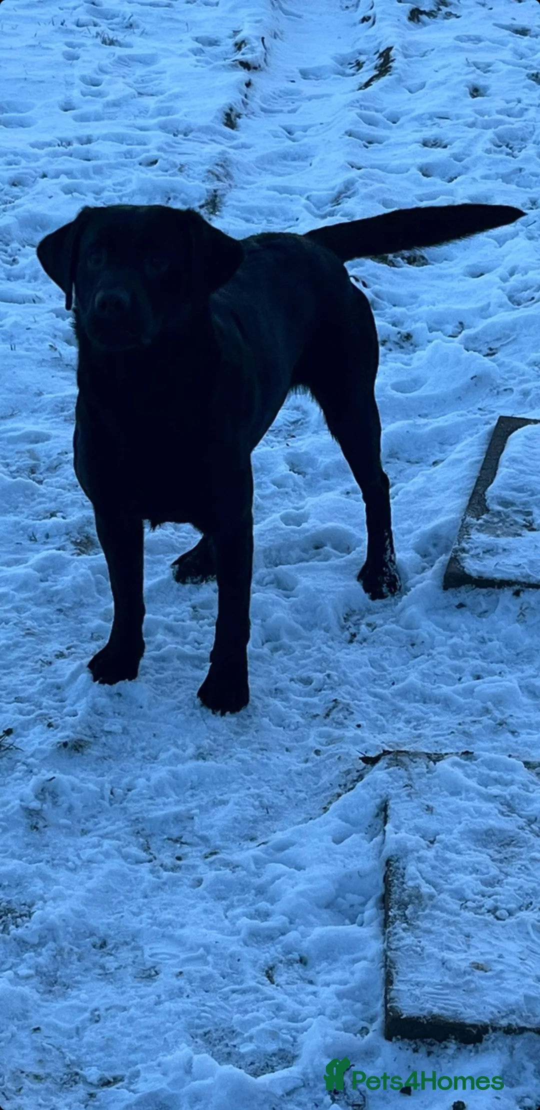 Labrador Retriever dogs for stud: STUNNING LABRADOR - STUD  - Advert 5