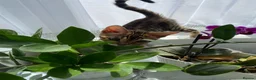 Bengal cats for sale: One Little Princesses - Advert 12