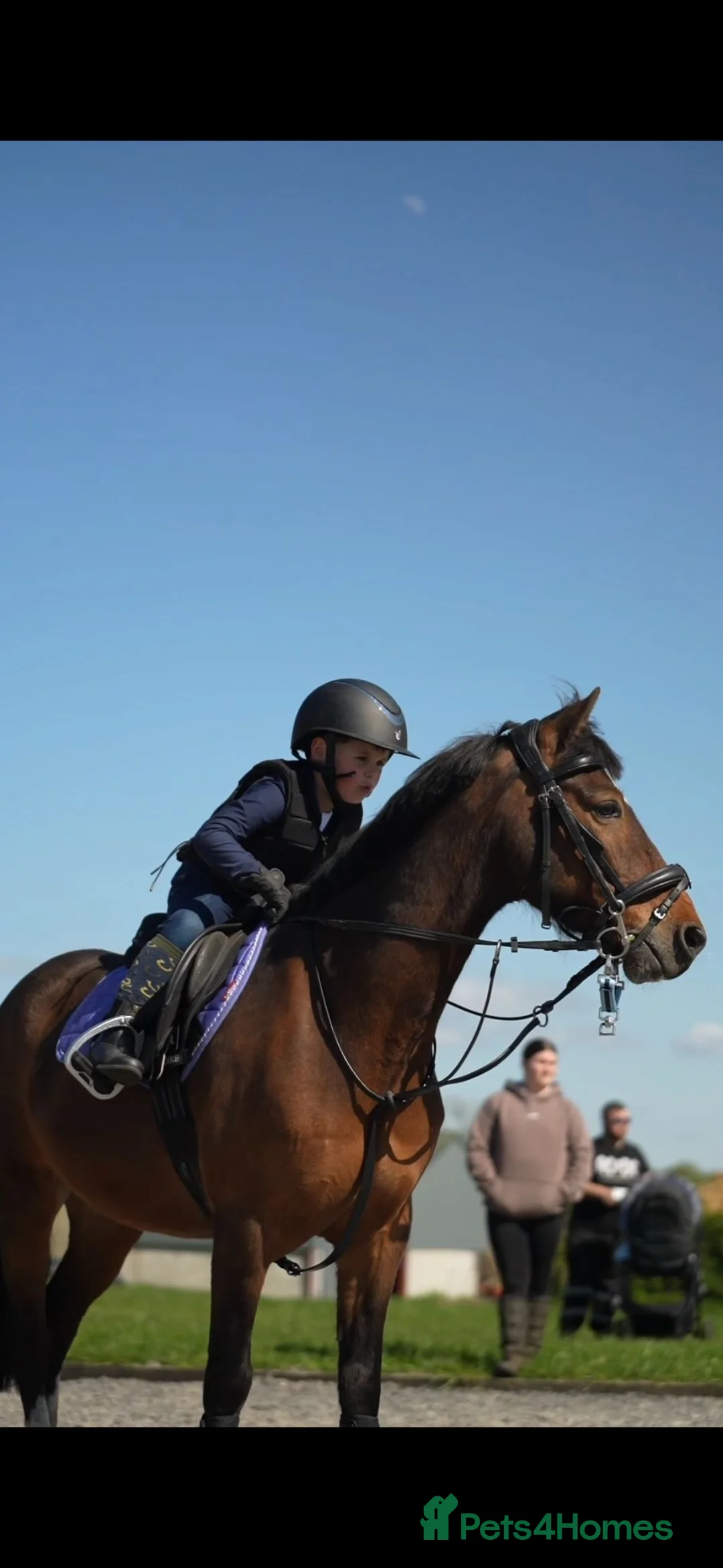 Hackney horses for sale: All Hands On Dec in Kilmarnock - Advert 10