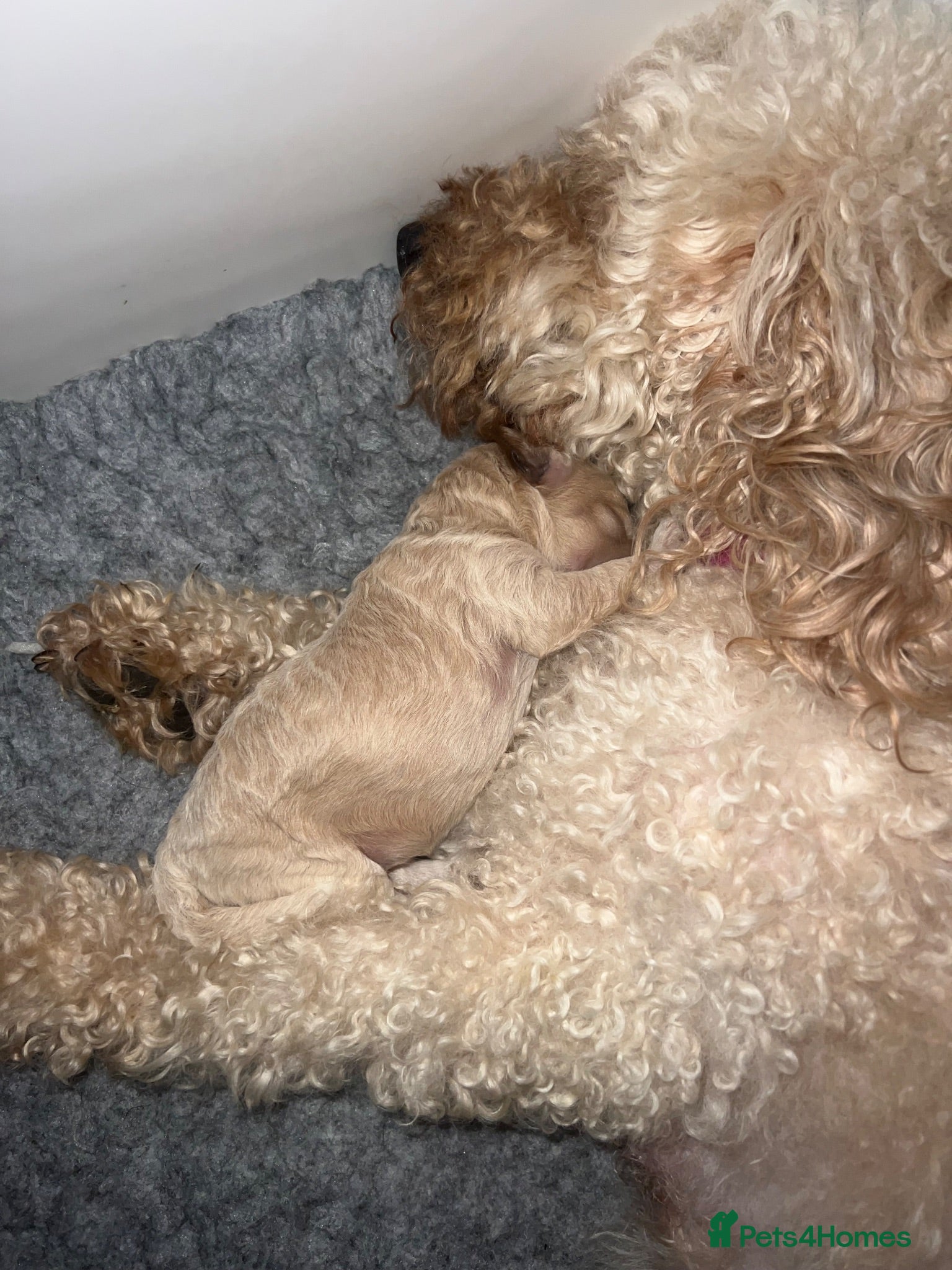 Labradoodle dogs F1B miniature Labradoodles Health tested 🩷 - Advert 2