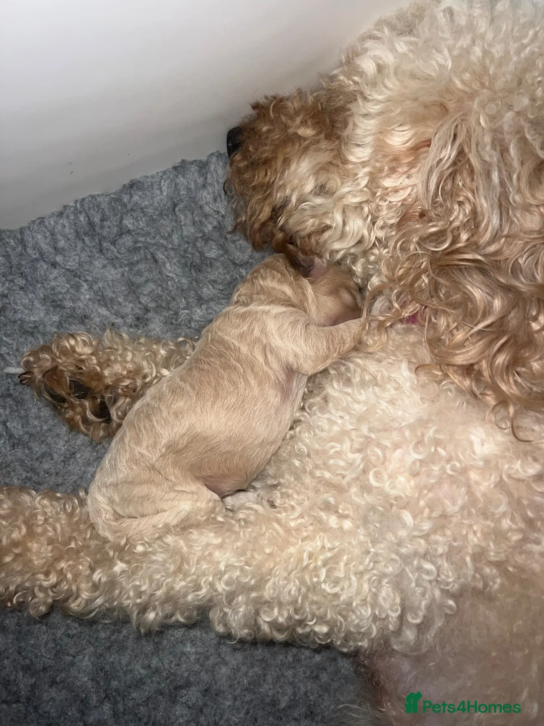 Labradoodle dogs for sale: F1B miniature Labradoodles Health tested 🩷 - Advert 2