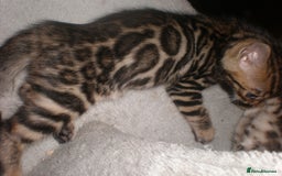 Bengal cats for sale: Only 1 Beautiful Bengal Kittens Ready to leave now in Manchester - Image 17