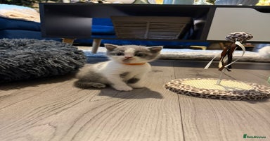 British Shorthair cats - Advert 1