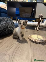 British Shorthair cats - Advert 1