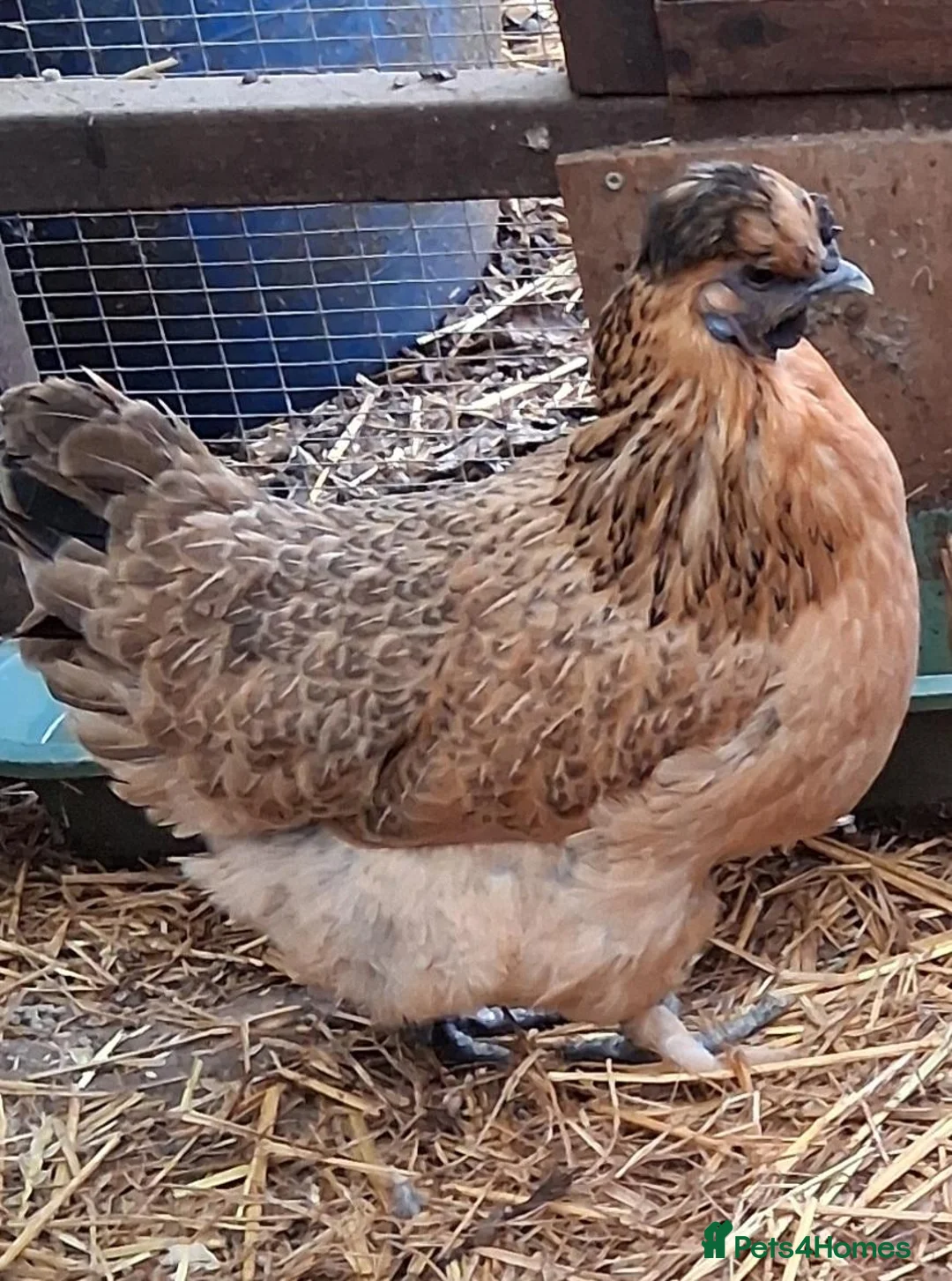 Chickens poultry for sale: Goldtops broody hens - Advert 1