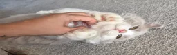 British Longhair cats for sale: Amazing loving boy  - Advert 3