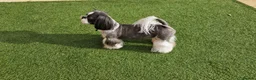 Shih Tzu dogs for stud: KC Registered Proven Shih Tzu Stud MAX - Advert 2
