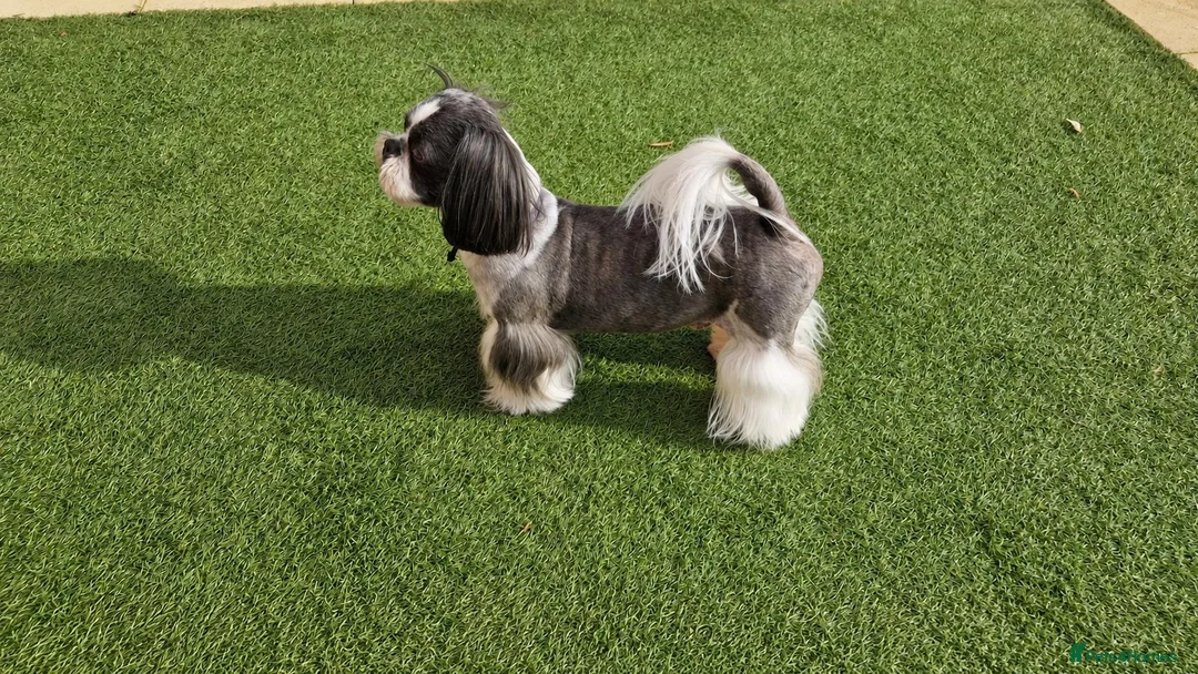 Shih Tzu dogs for stud: KC Registered Proven Shih Tzu Stud MAX - Advert 2