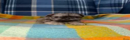 Shih Tzu dogs for sale: 💜🩷💙Stunning KC Shih Tzu Puppies💜🩵🩷 - Advert 6