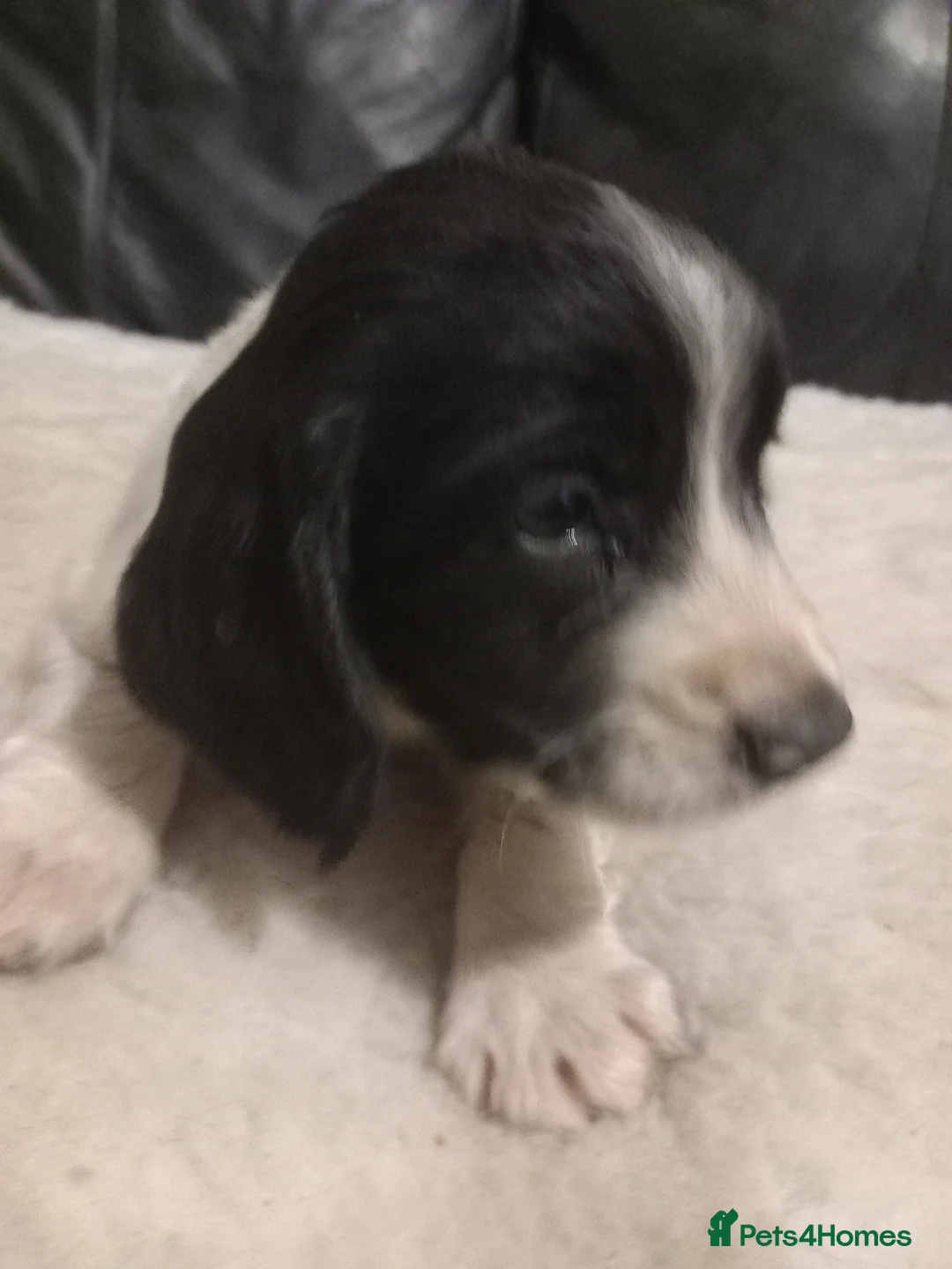 English Springer Spaniel dogs for sale: English springer spaniel  - Advert 1