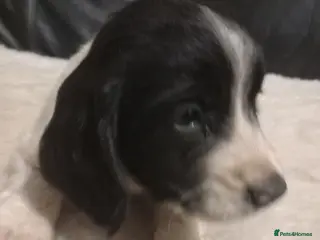 English Springer Spaniel dogs English springer spaniel - Advert 1