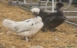 Chickens poultry for sale: Naked Neck Hens - Image 5