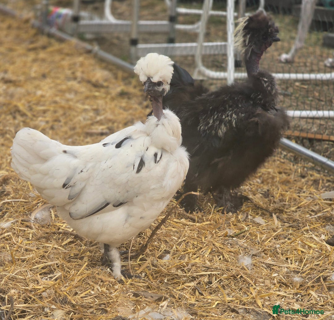 Chickens poultry for sale: Naked Neck Hens - Image 5