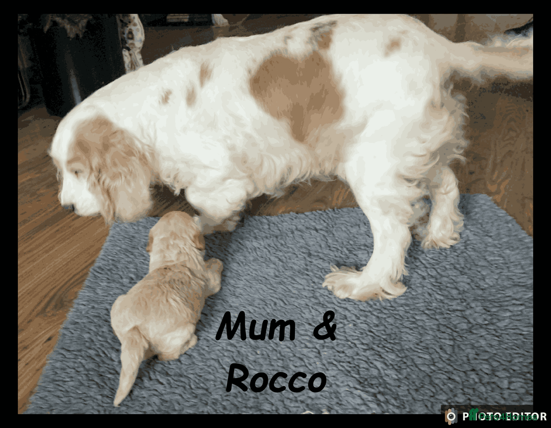 Cockapoo dogs for sale: Meet Rocco – Your Perfect Cockapoo Companion - Advert 5