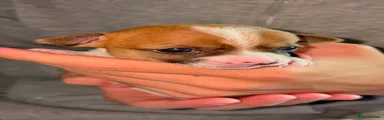 Chihuahua 1