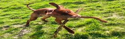 Hungarian Vizsla dogs for sale: 18 month old make vizsla for rehome - Advert 8