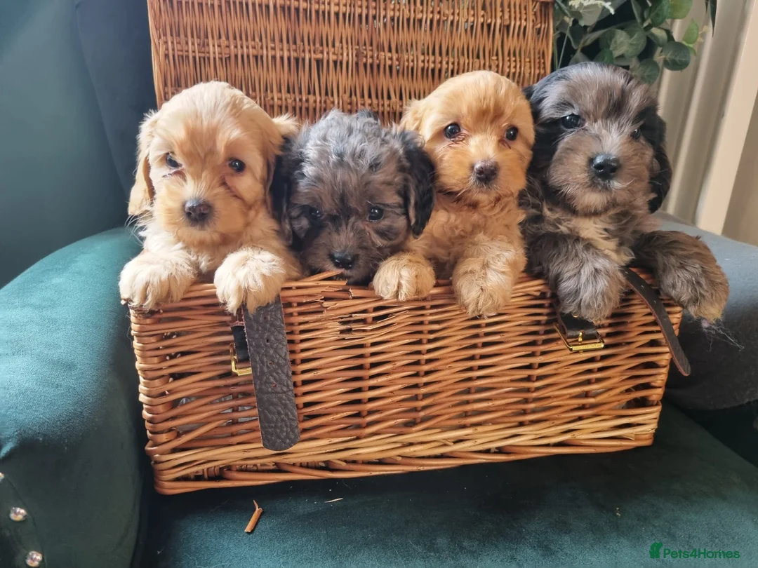 Cavapoo dogs for stud: Extensively DNA tested CAVAPOO Stud  - Advert 9