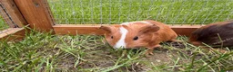 Guinea Pig rodents for sale: Smooth sow and crested boars  - Advert 2