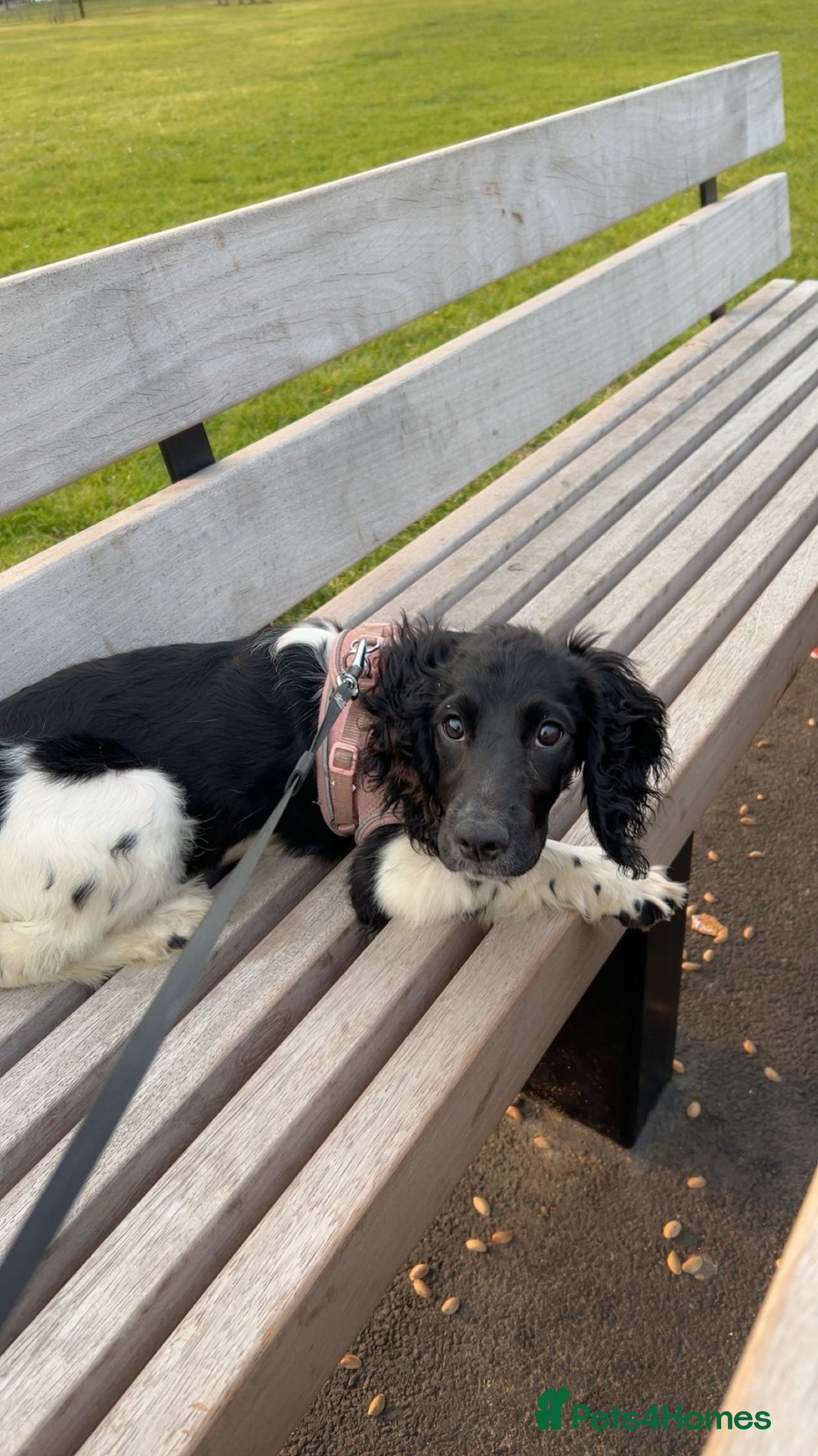 Sprocker dogs for sale: Looking for a Loving Home for Bonnie  - Image 2