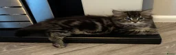 British Shorthair cats for sale: 6 stunning kittens - Advert 8