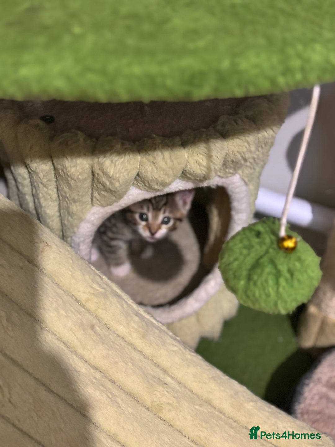 Mixed Breed cats for sale: Adorable tabby kittens - Image 4