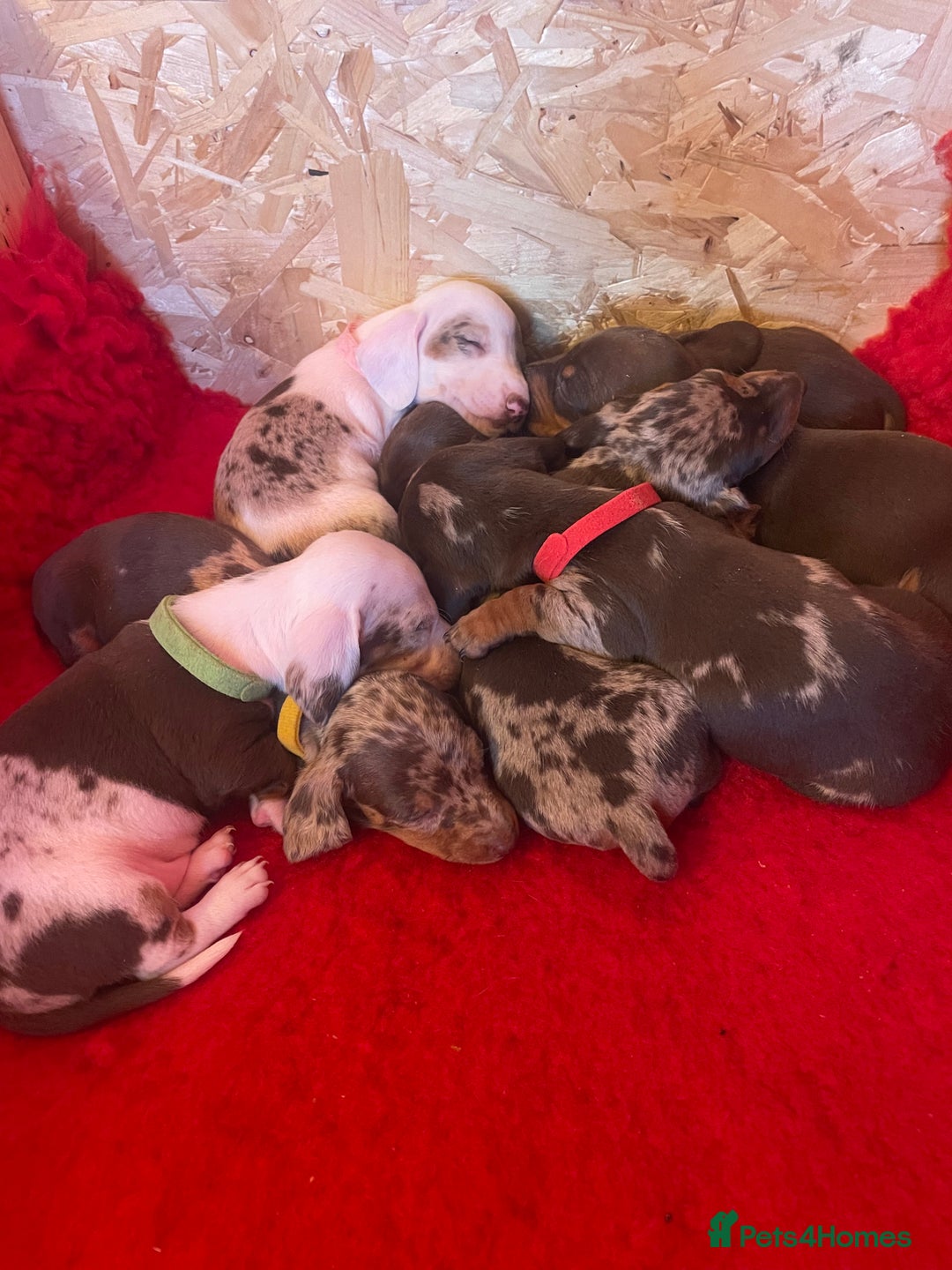 Dachshund dogs for sale: Dachshund puppies - Advert 7