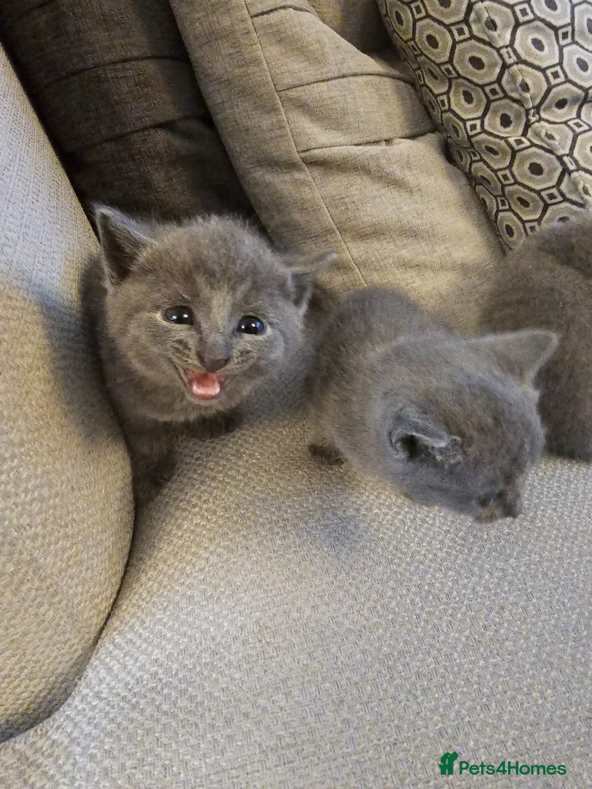 Russian Blue cats Russian Blue Kittens for Sale - Advert 2