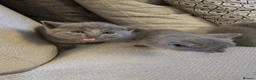 Russian Blue cats for sale: Russian Blue Kittens for Sale - Advert 3