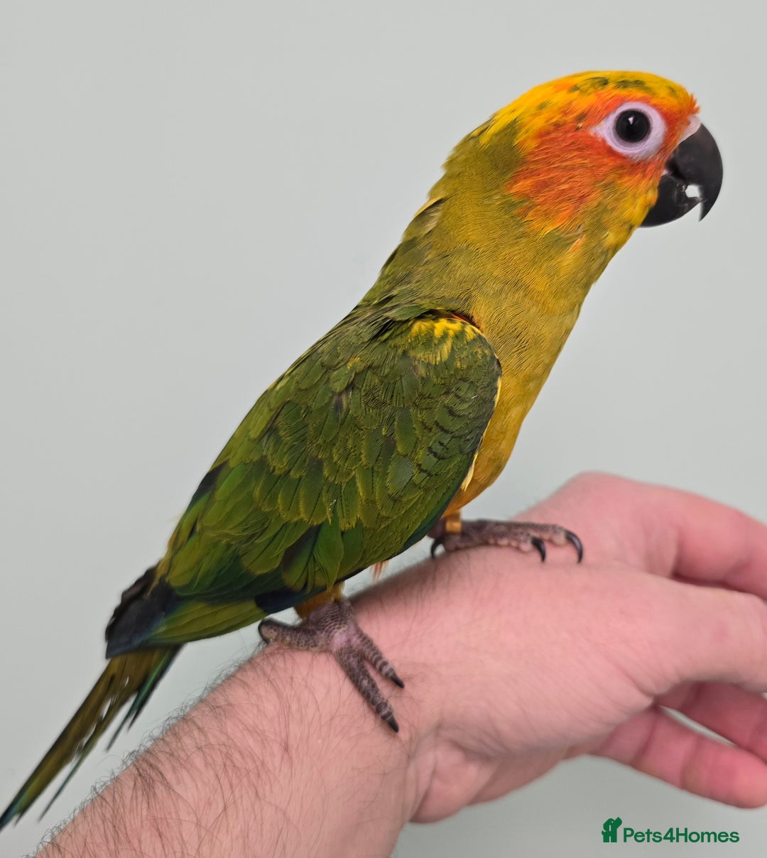 Conures birds for sale: Stunning Handreared Baby Conures!!! - Advert 8