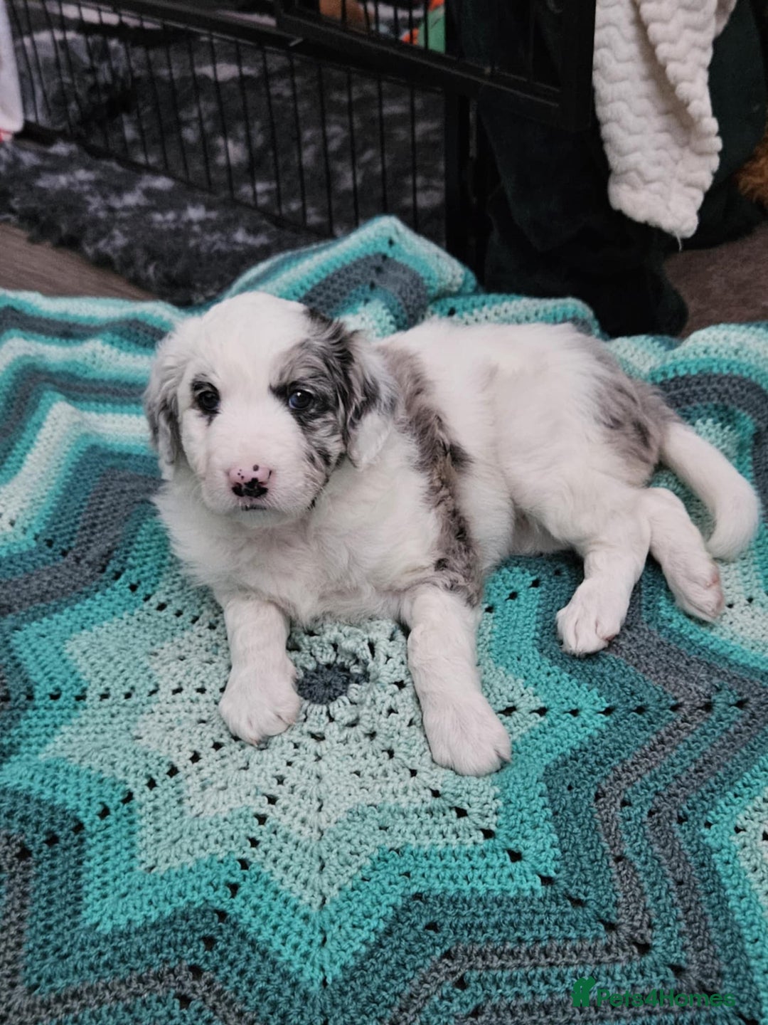 Bordoodle dogs for sale: Beautiful mixed colour bordoodles for sale  - Advert 3