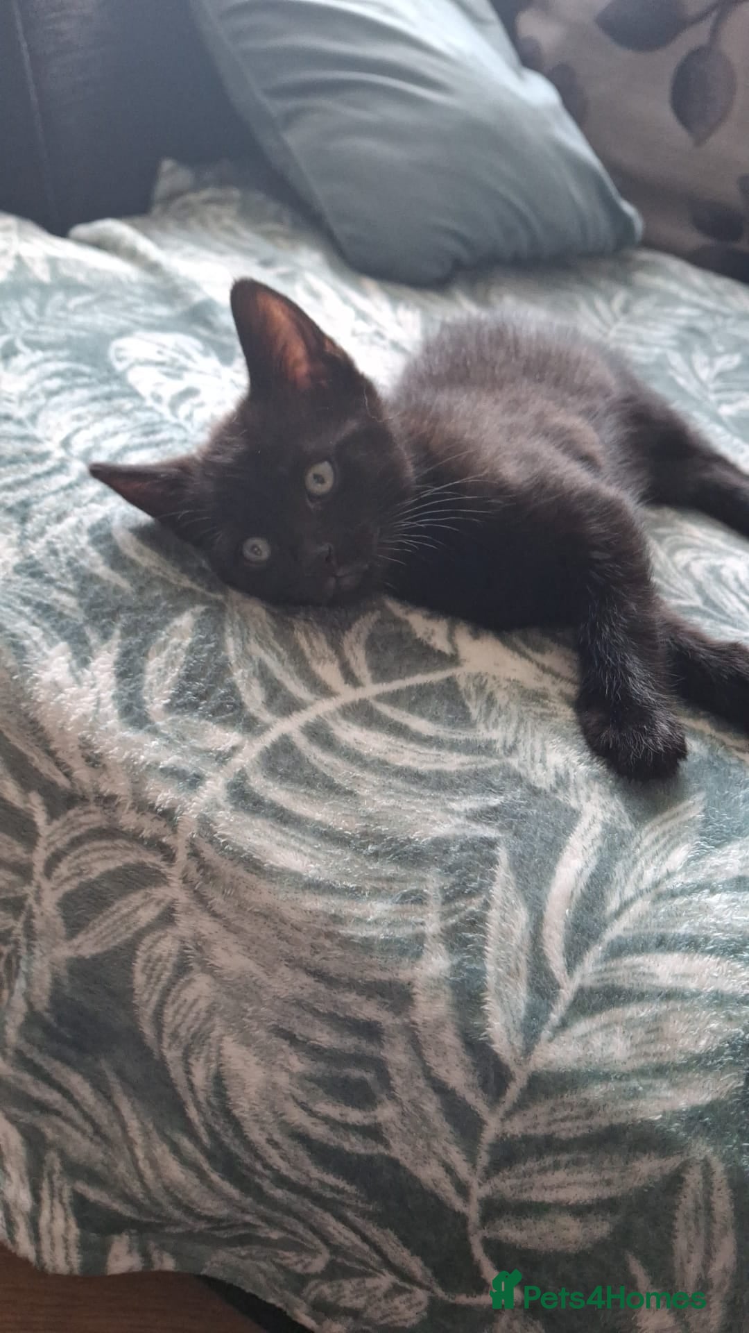 Mixed Breed cats for sale: Ragdoll cross kittens in Shrewsbury - Image 10