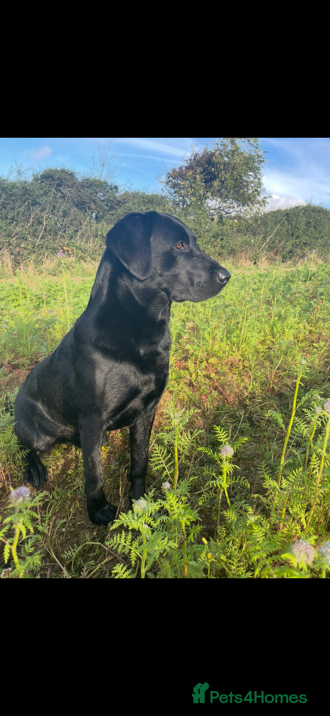 Labrador Retriever dogs for stud: PROVEN Black working lab STUD - Image 5