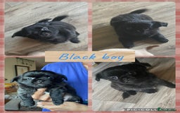 Chihuahua dogs for sale: 2 beautiful long haired Chihuahua Boys - Image 2